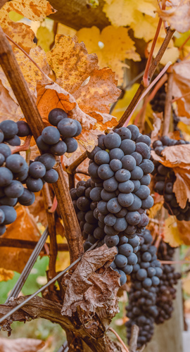 grapes-in-fall